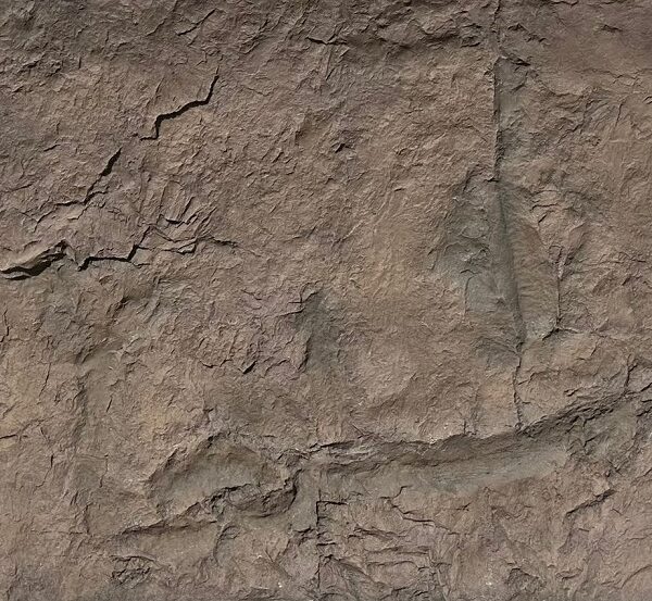Canyon Marron